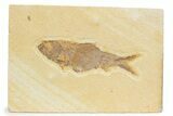 Detailed Fossil Fish (Knightia) - Wyoming #373699-1